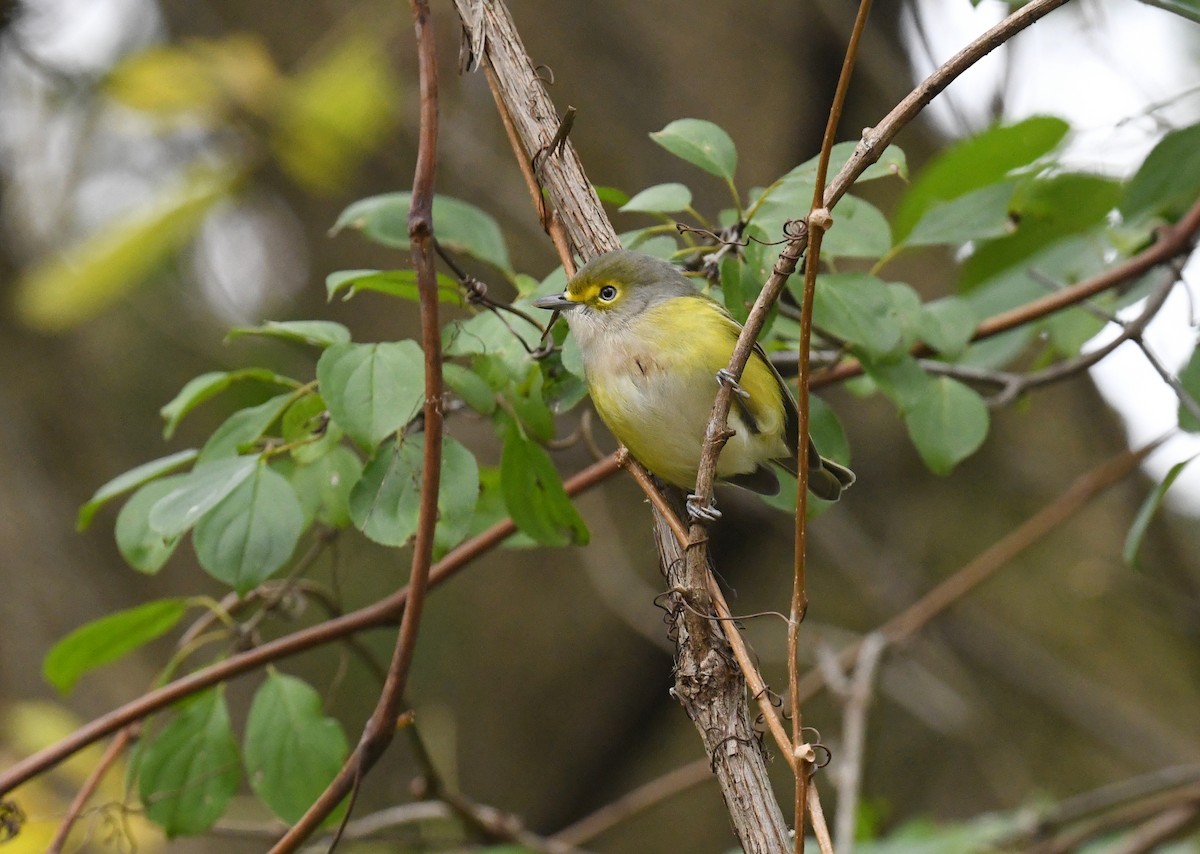 White-eyed Vireo - ML644296066