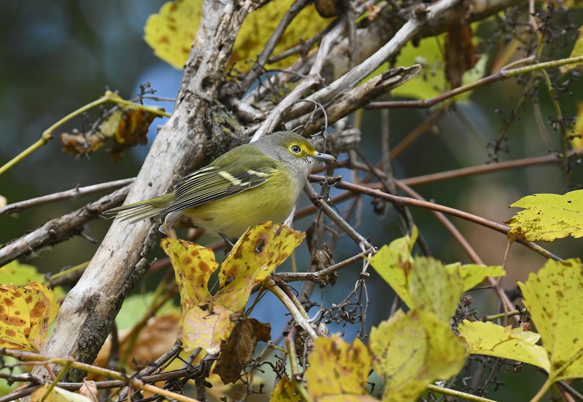White-eyed Vireo - ML644296067