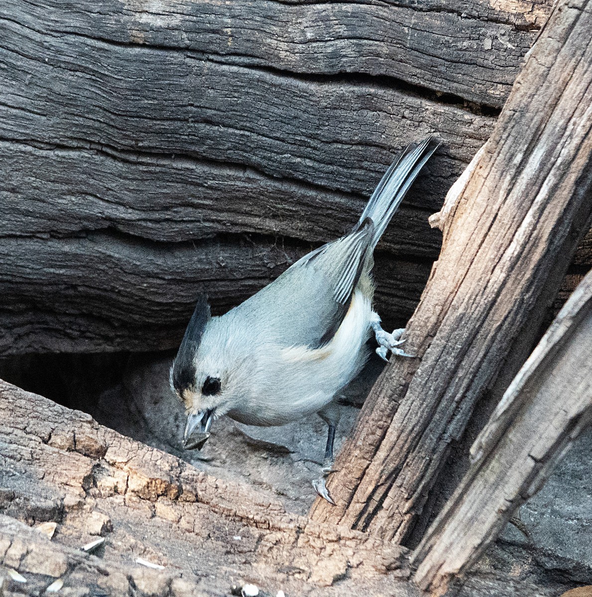 Чернохохлая гренадерка - ML644296082