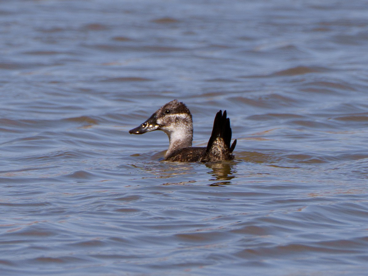 Maccoa Duck - ML644296096