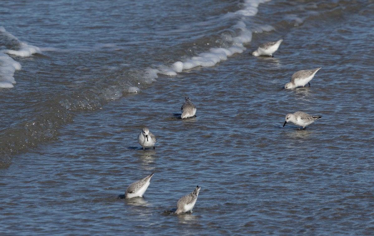 Sanderling - ML644296099