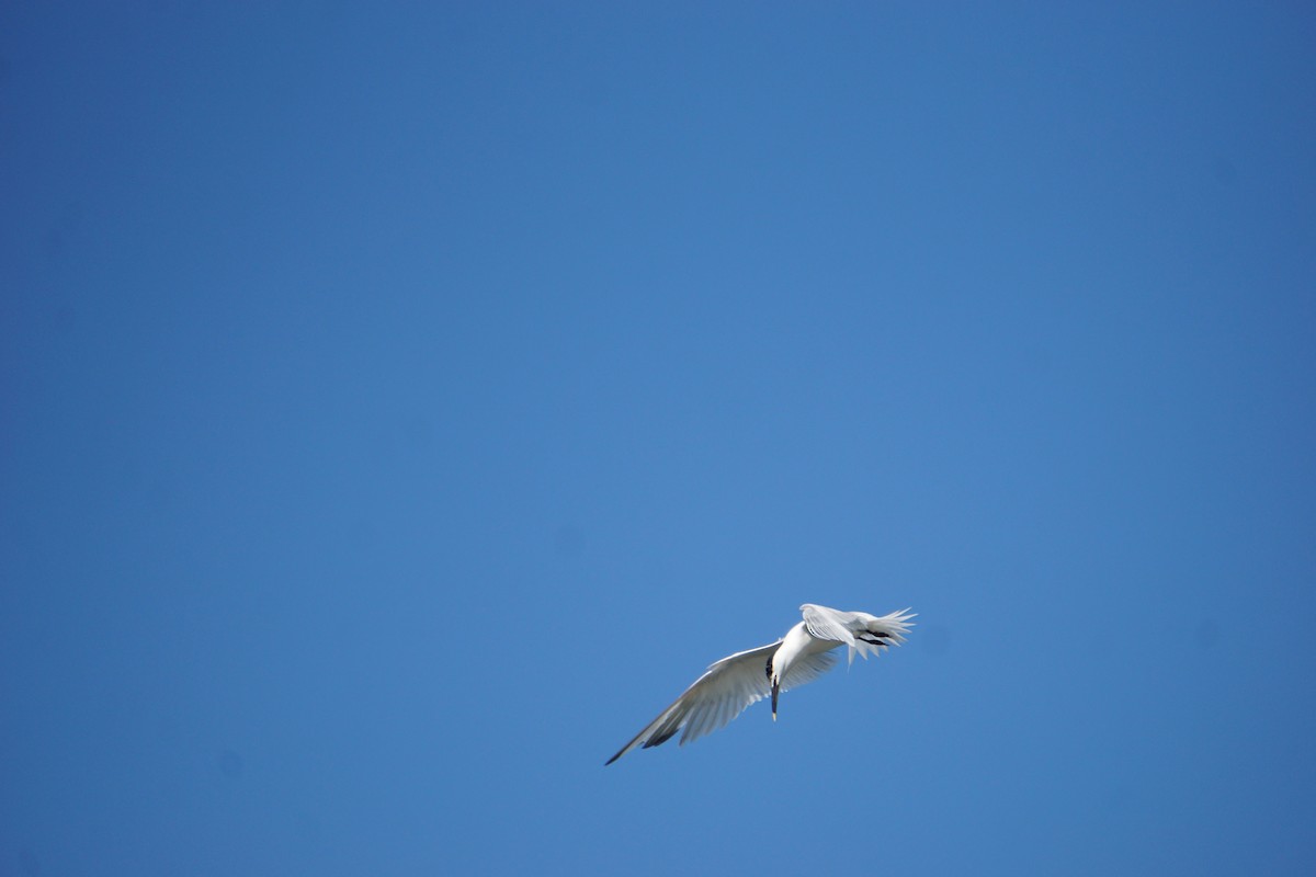 Kara Gagalı Sumru - ML644296100