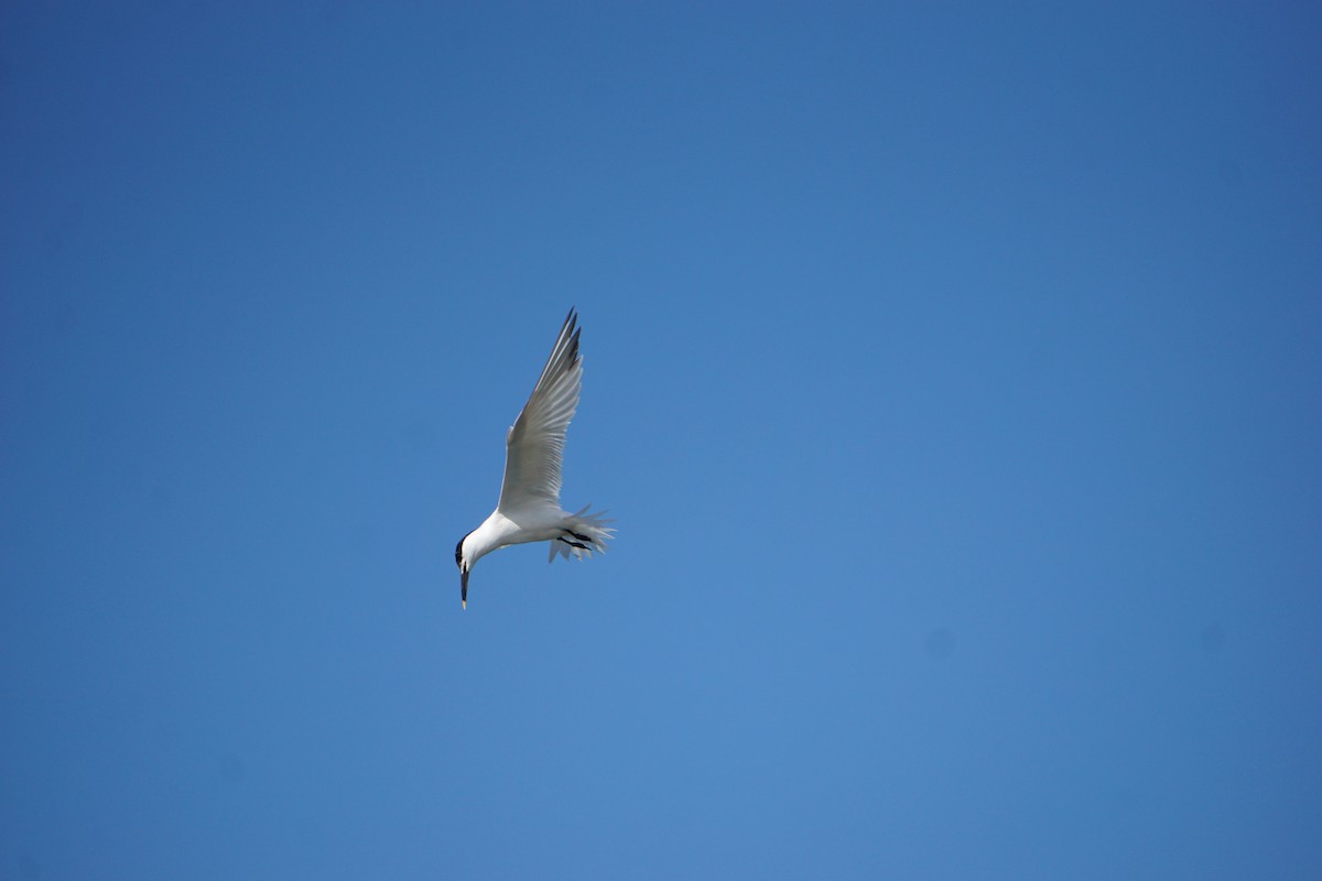 Kara Gagalı Sumru - ML644296101