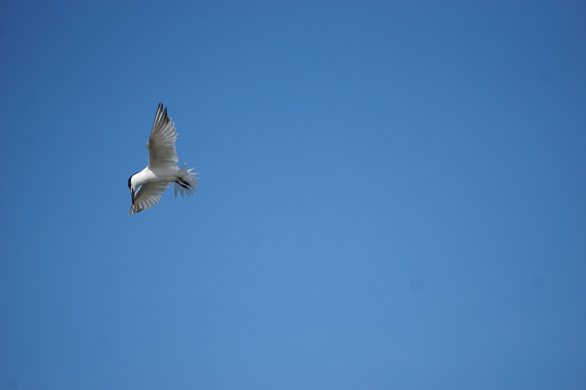 Kara Gagalı Sumru - ML644296102