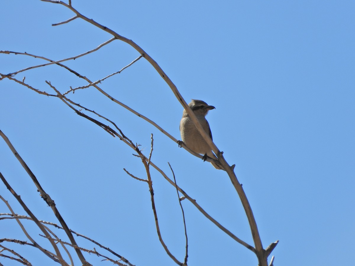 Alcaudón Boreal - ML644296103