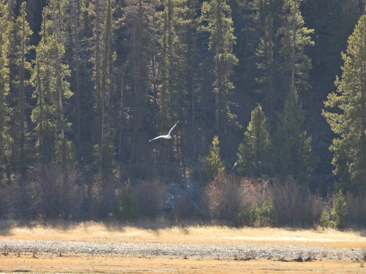 Gaviota/Gavión sp. - ML644296107