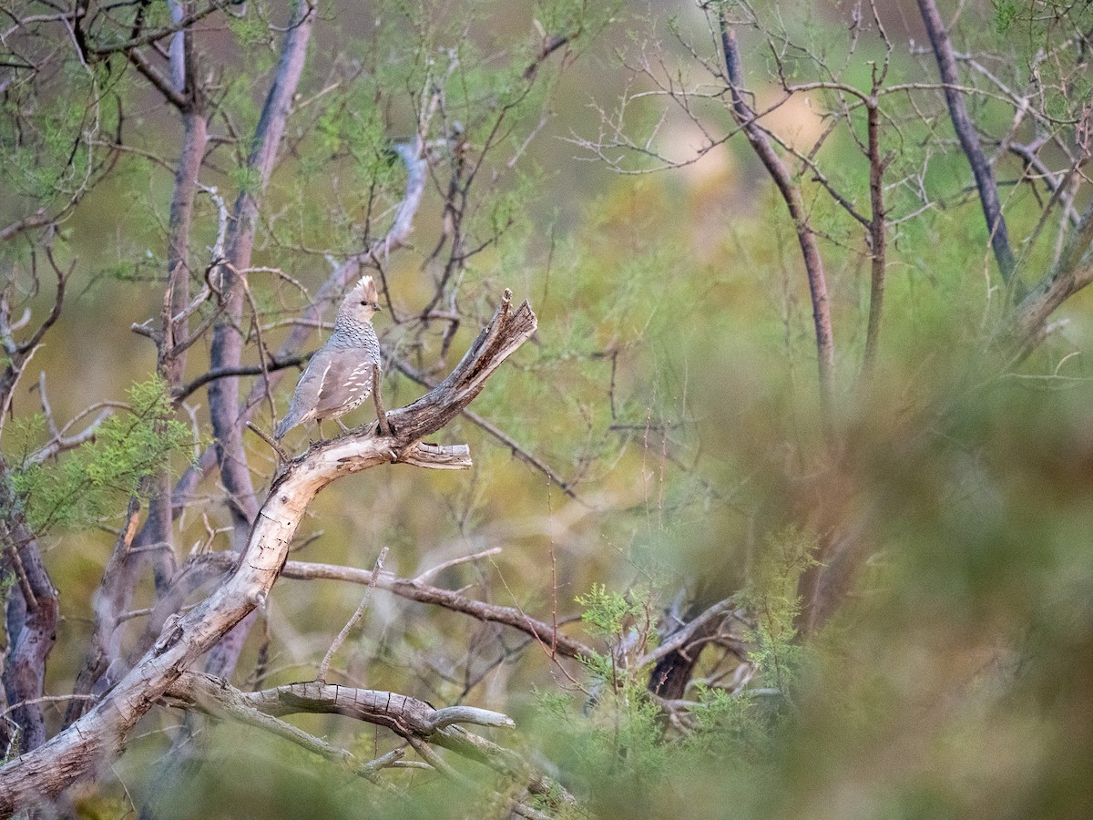 Scaled Quail - ML644296119