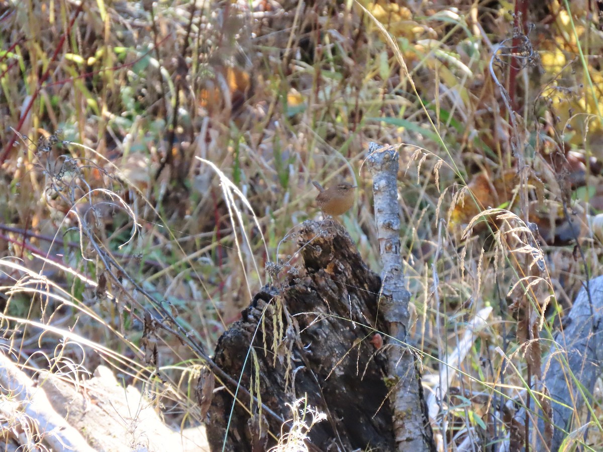 střízlík pacifický - ML644296127