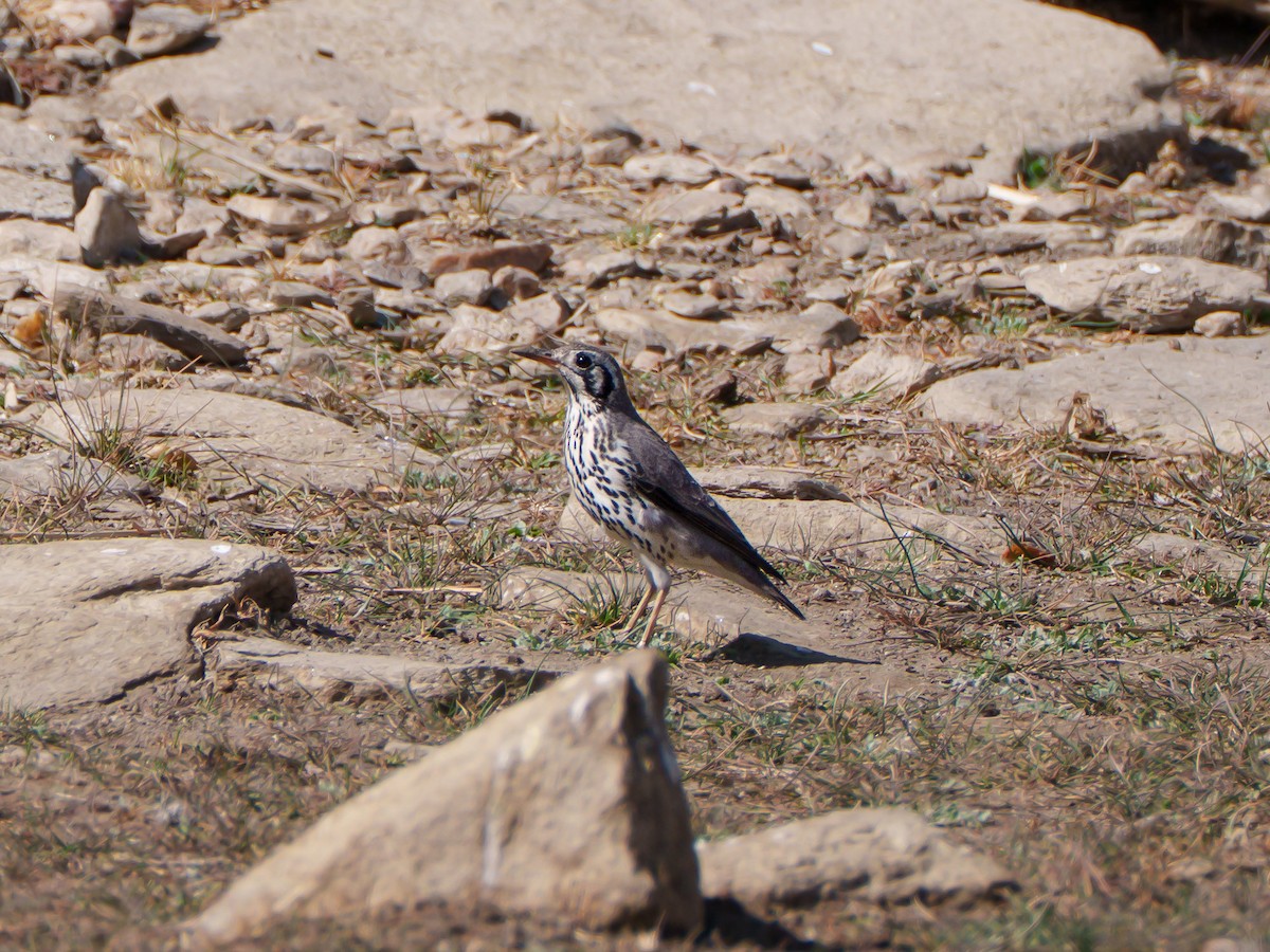 Groundscraper Thrush - ML644296136