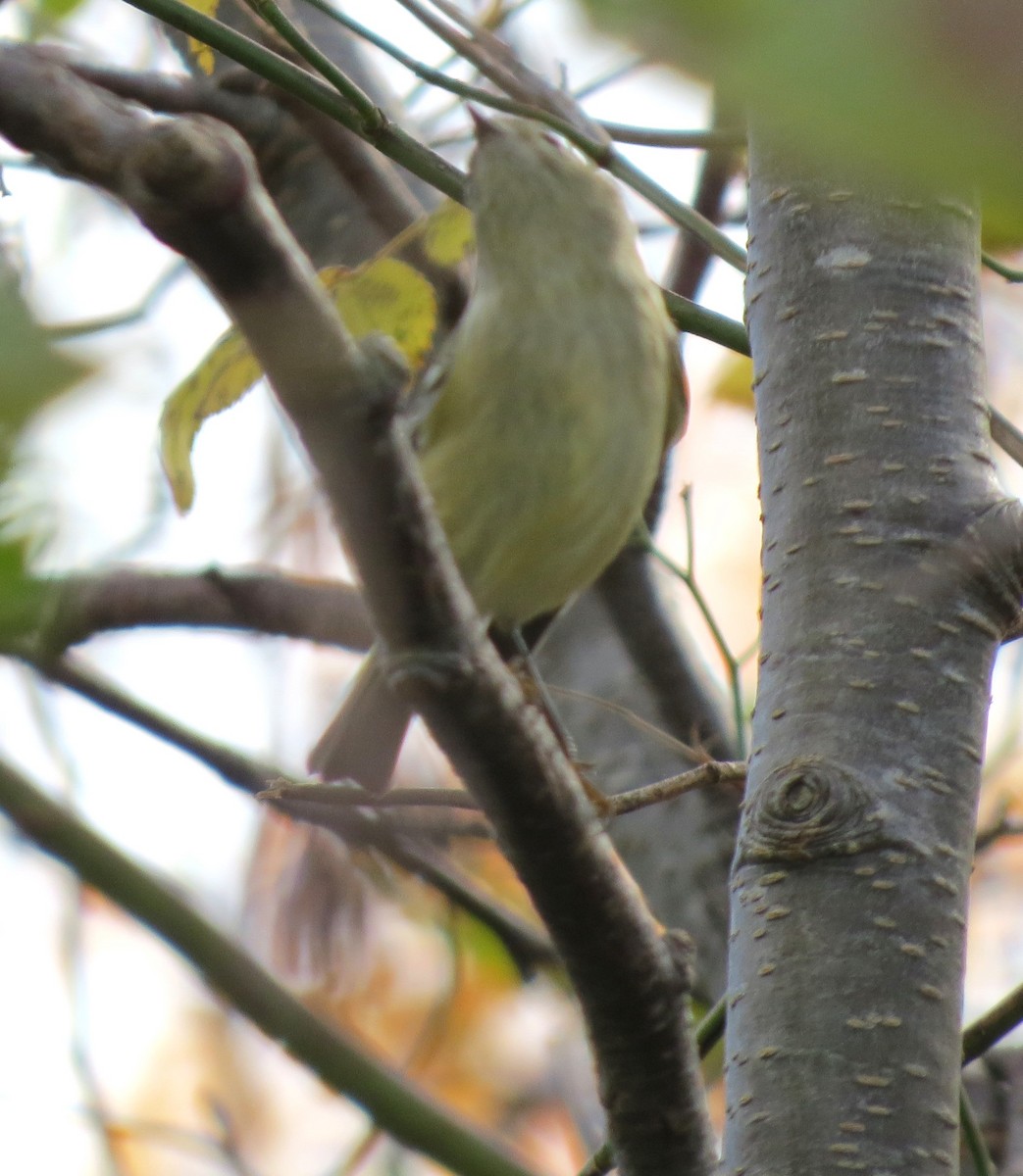 Ruby-crowned Kinglet - ML644296143