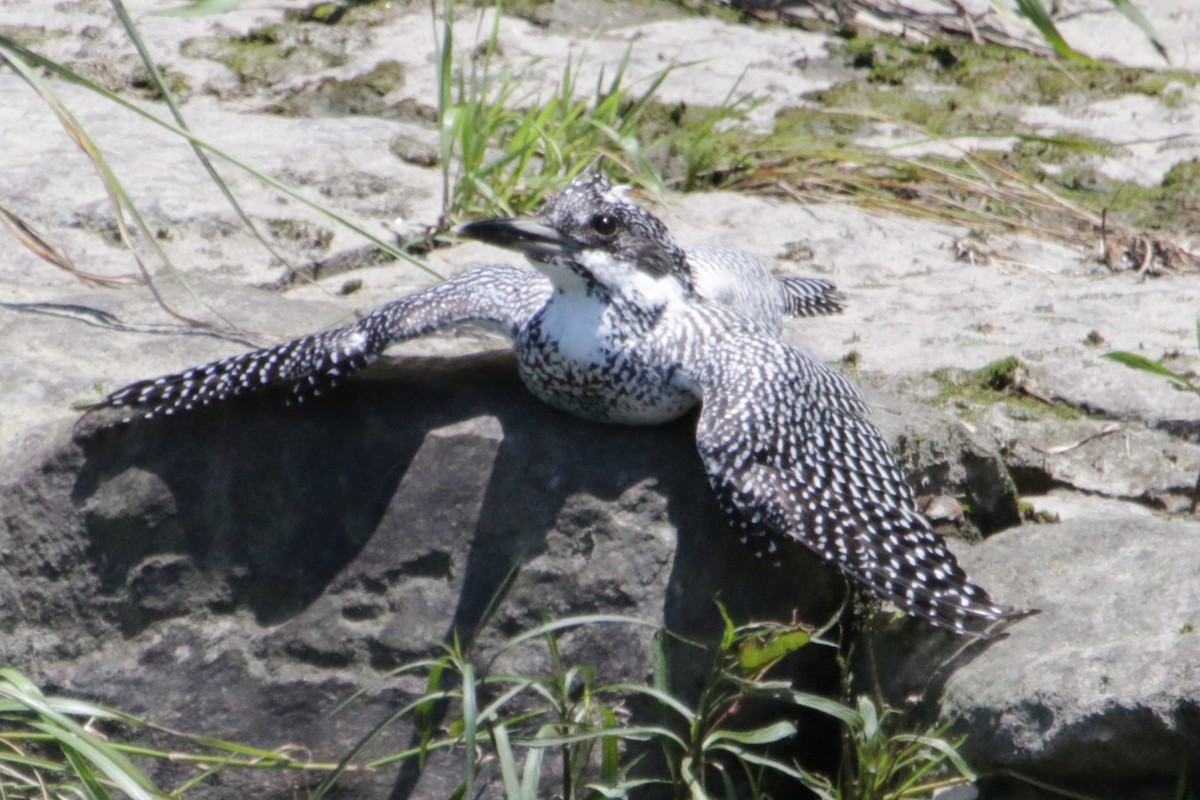 Crested Kingfisher - ML644296144