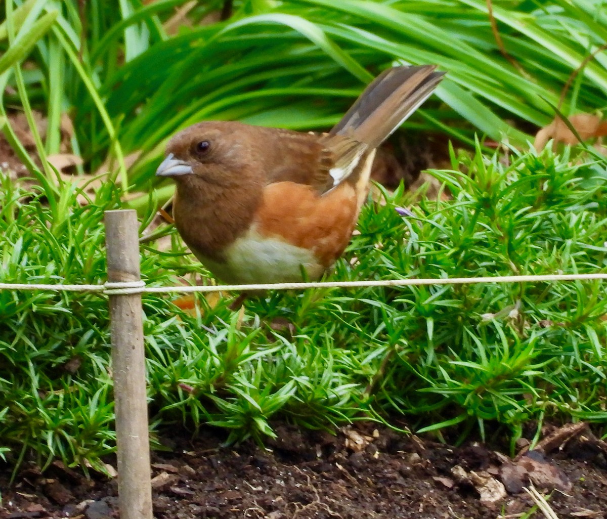 Eastern Towhee - ML644296145