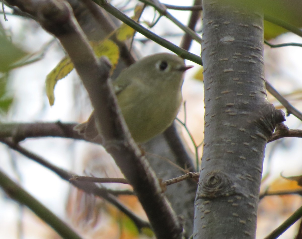 Ruby-crowned Kinglet - ML644296149