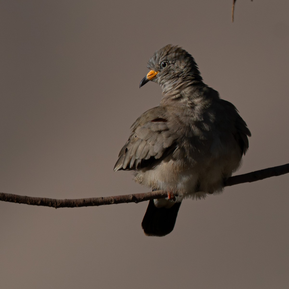 kvekkedue - ML644296163