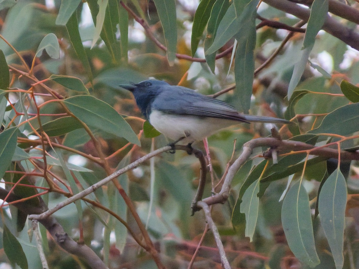 ナマリイロヒラハシ - ML644296164