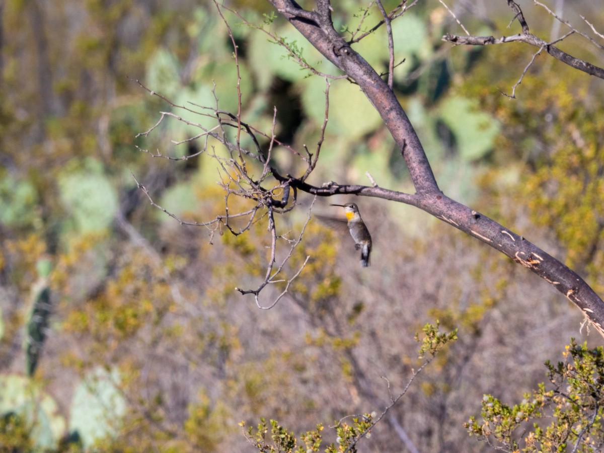 Colibri lucifer - ML644296168