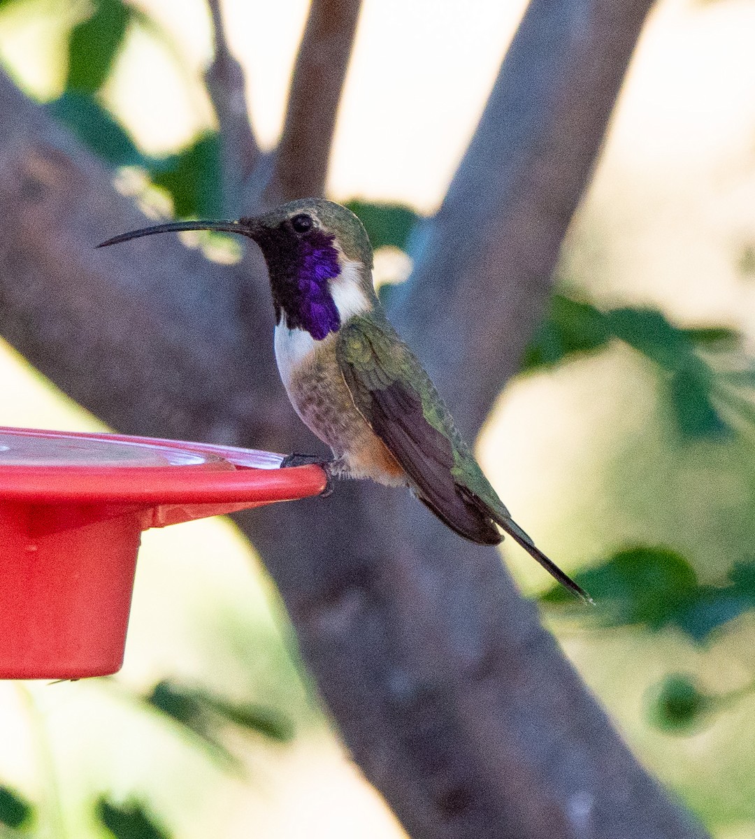 Colibri lucifer - ML644296169