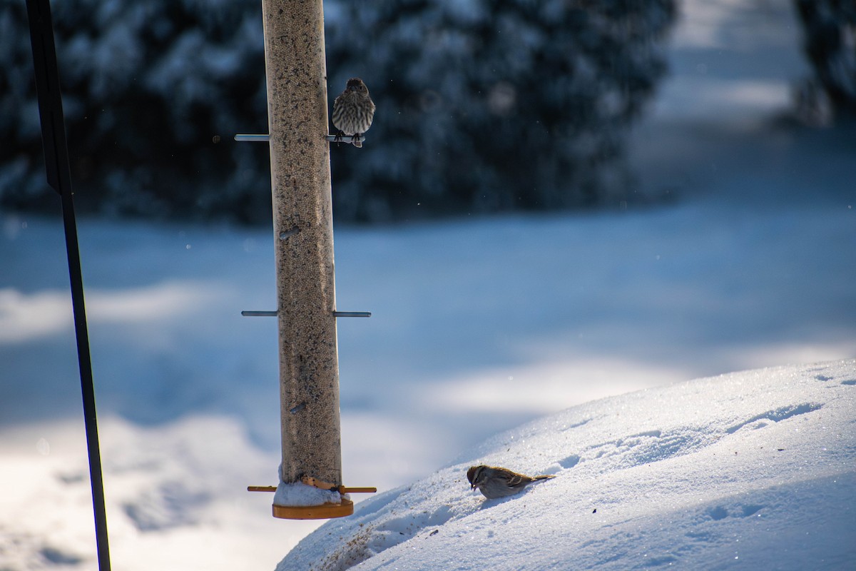 House Finch - ML644296170