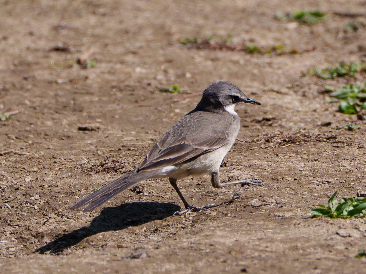 konipas jihoafrický - ML644296172