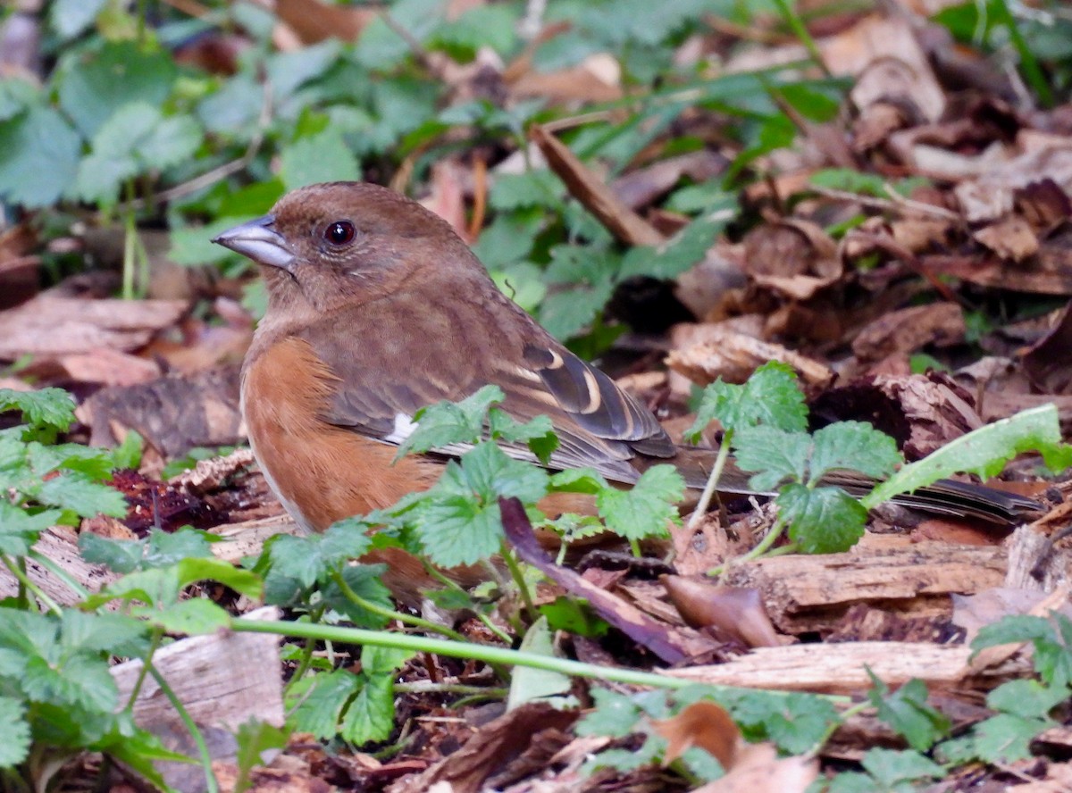 Eastern Towhee - ML644296173