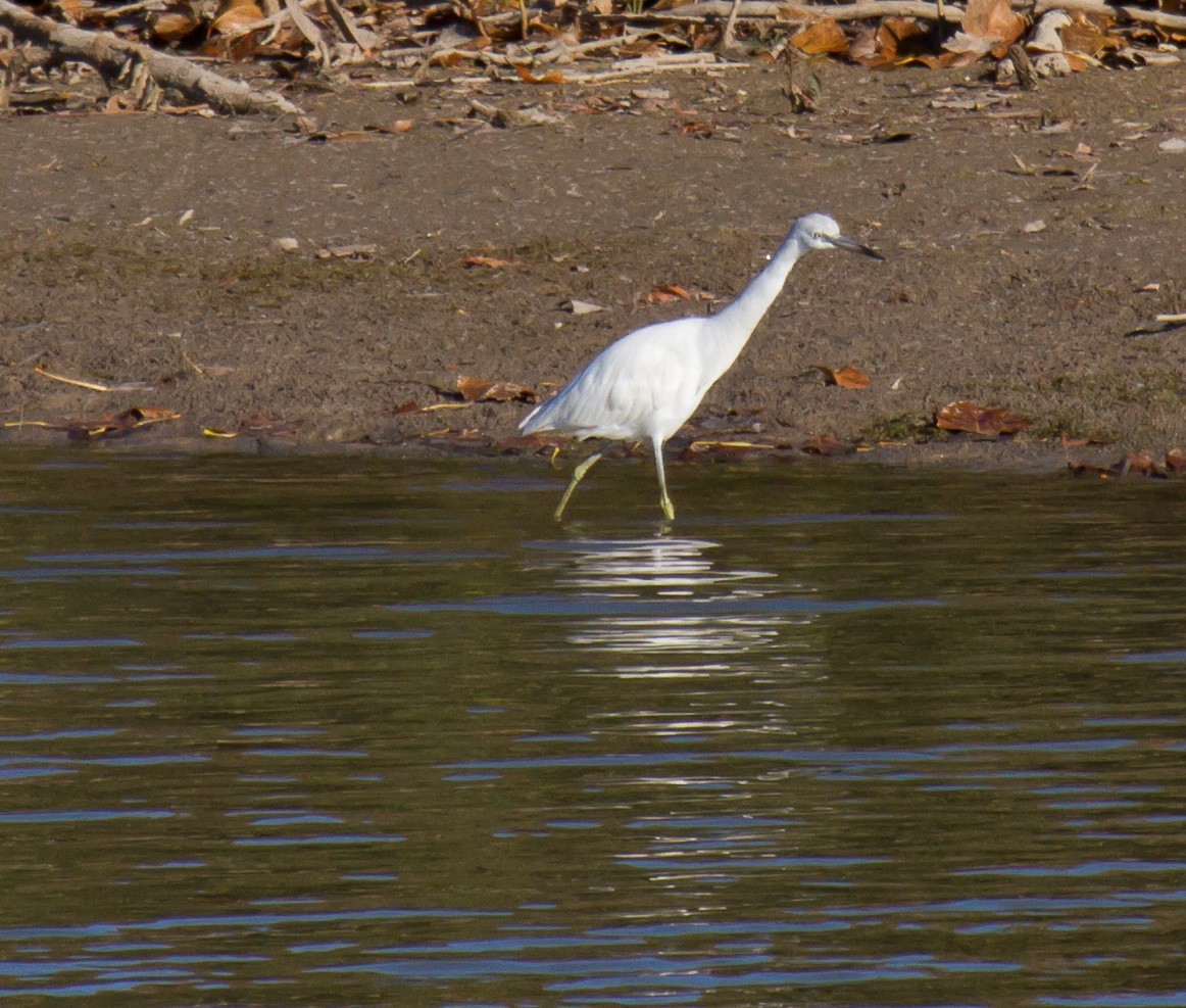 volavka modrošedá - ML644296175