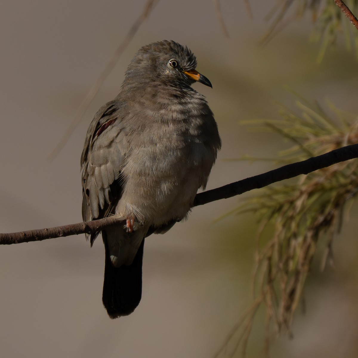 kvekkedue - ML644296179