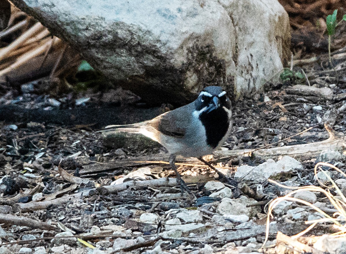 Black-throated Sparrow - ML644296185