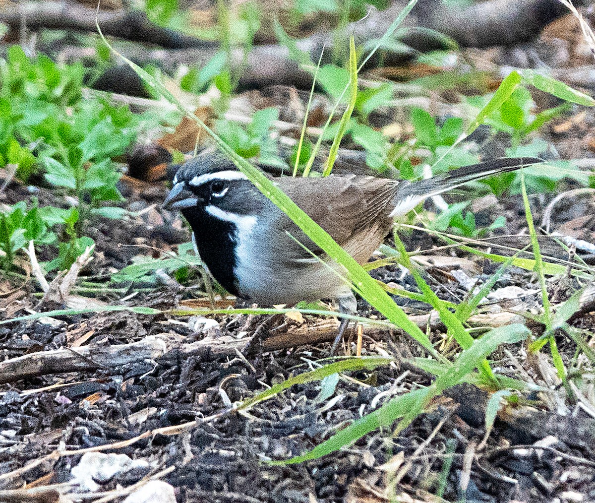 Black-throated Sparrow - ML644296186