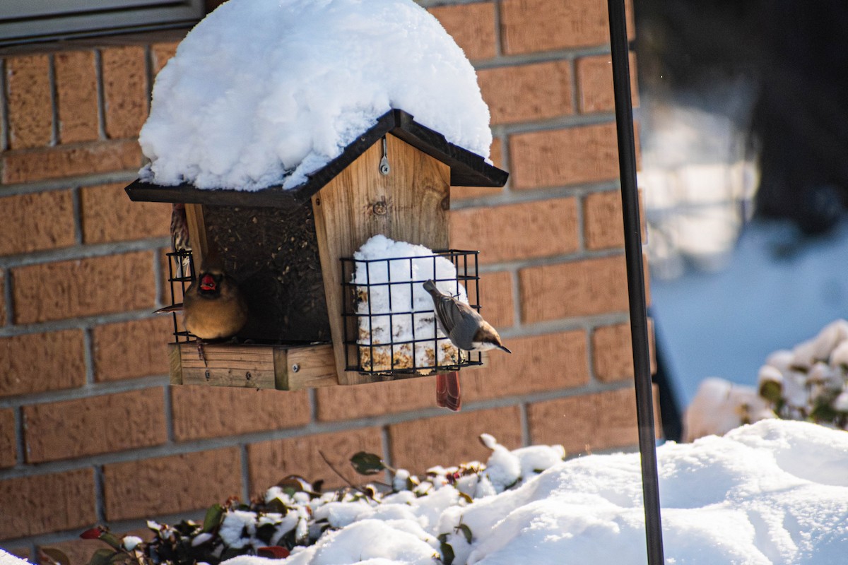 Brown-headed Nuthatch - ML644296201