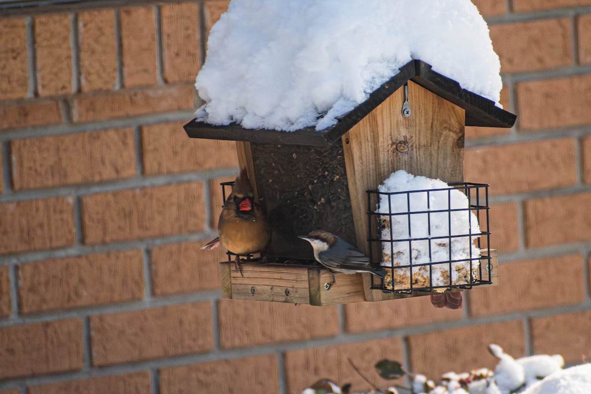 Brown-headed Nuthatch - ML644296202