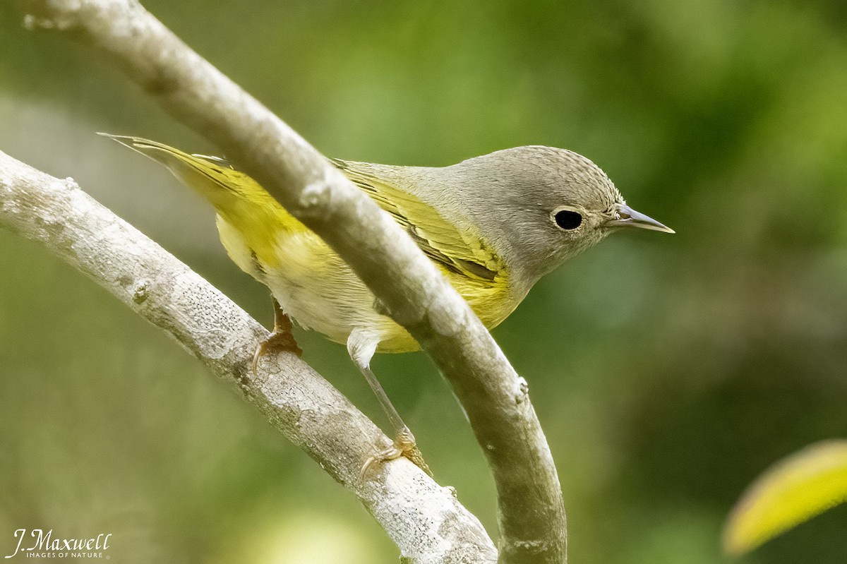 ズアカアメリカムシクイ - ML644296204