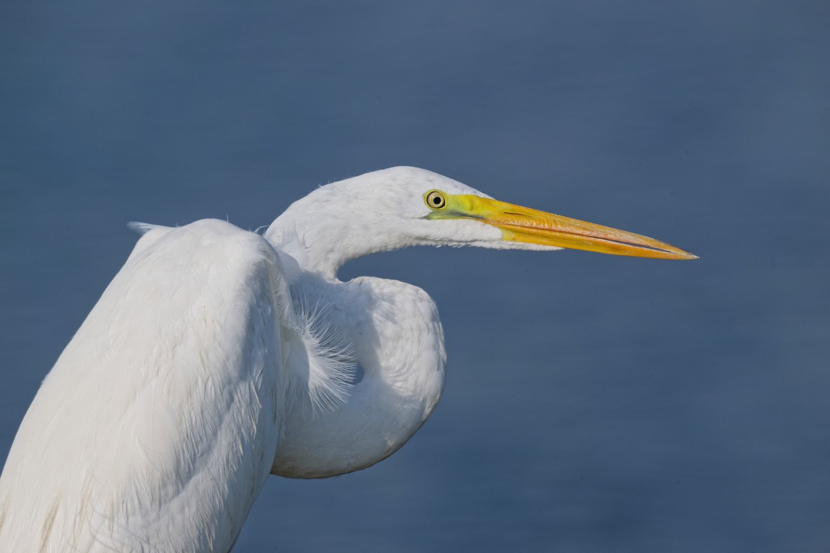 Koartza zuria - ML644296205