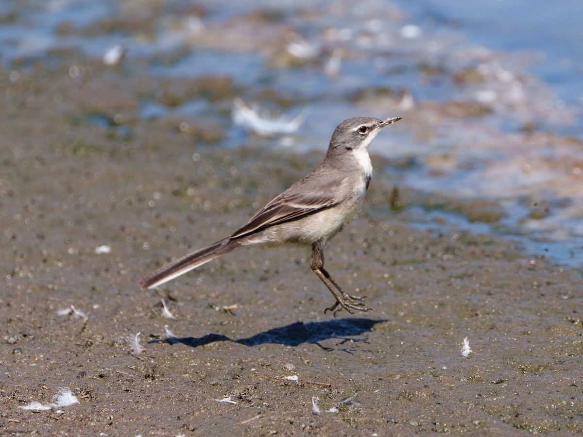 konipas jihoafrický - ML644296206