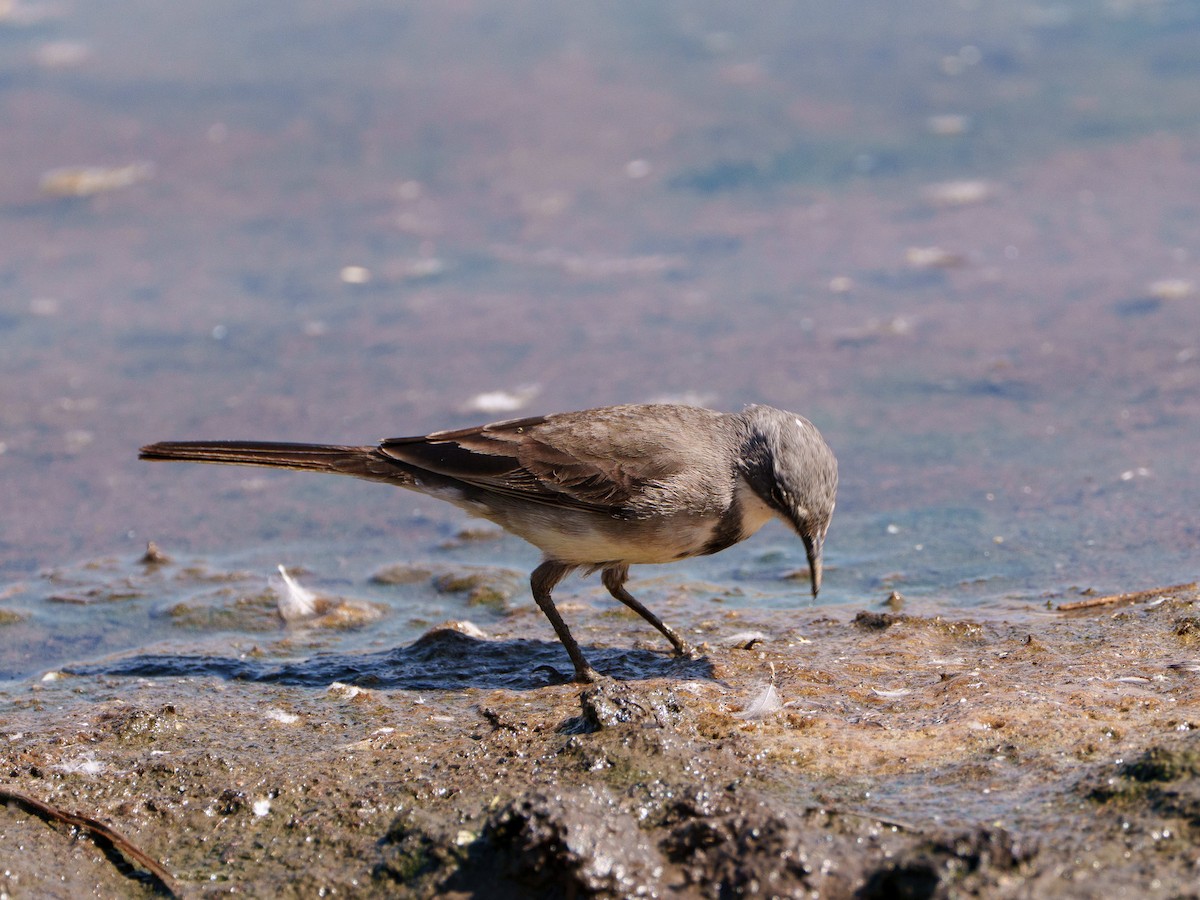 konipas jihoafrický - ML644296217