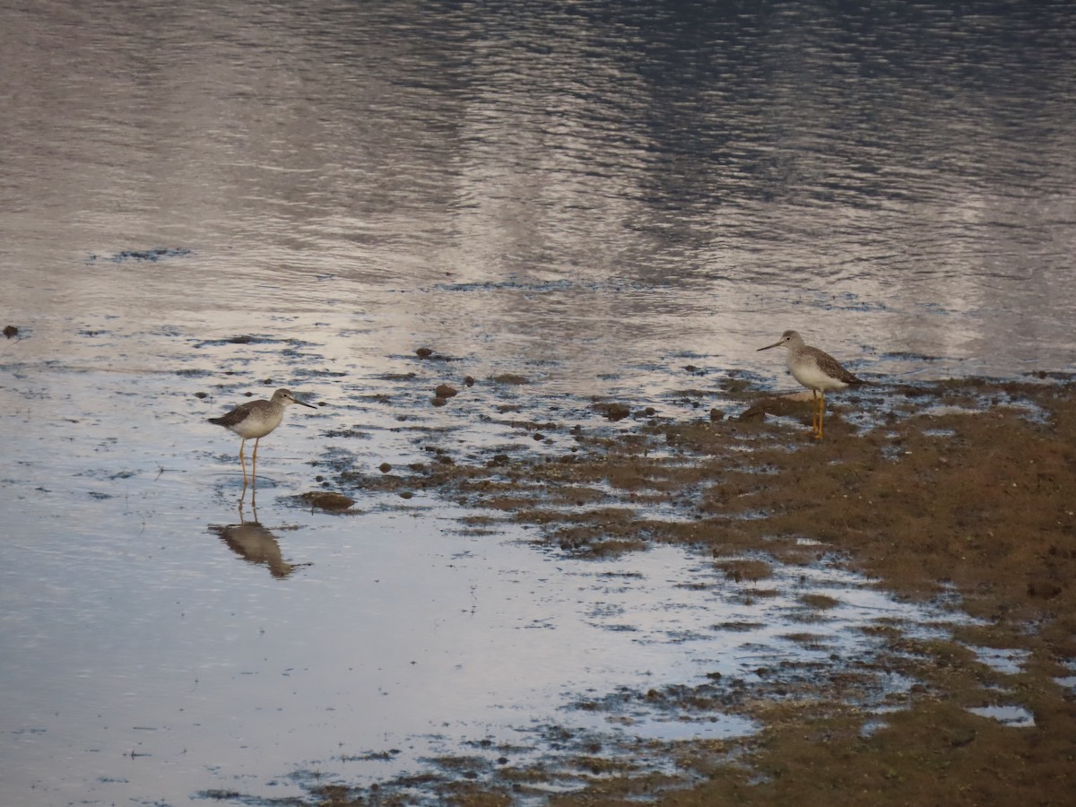 vodouš velký - ML644296222