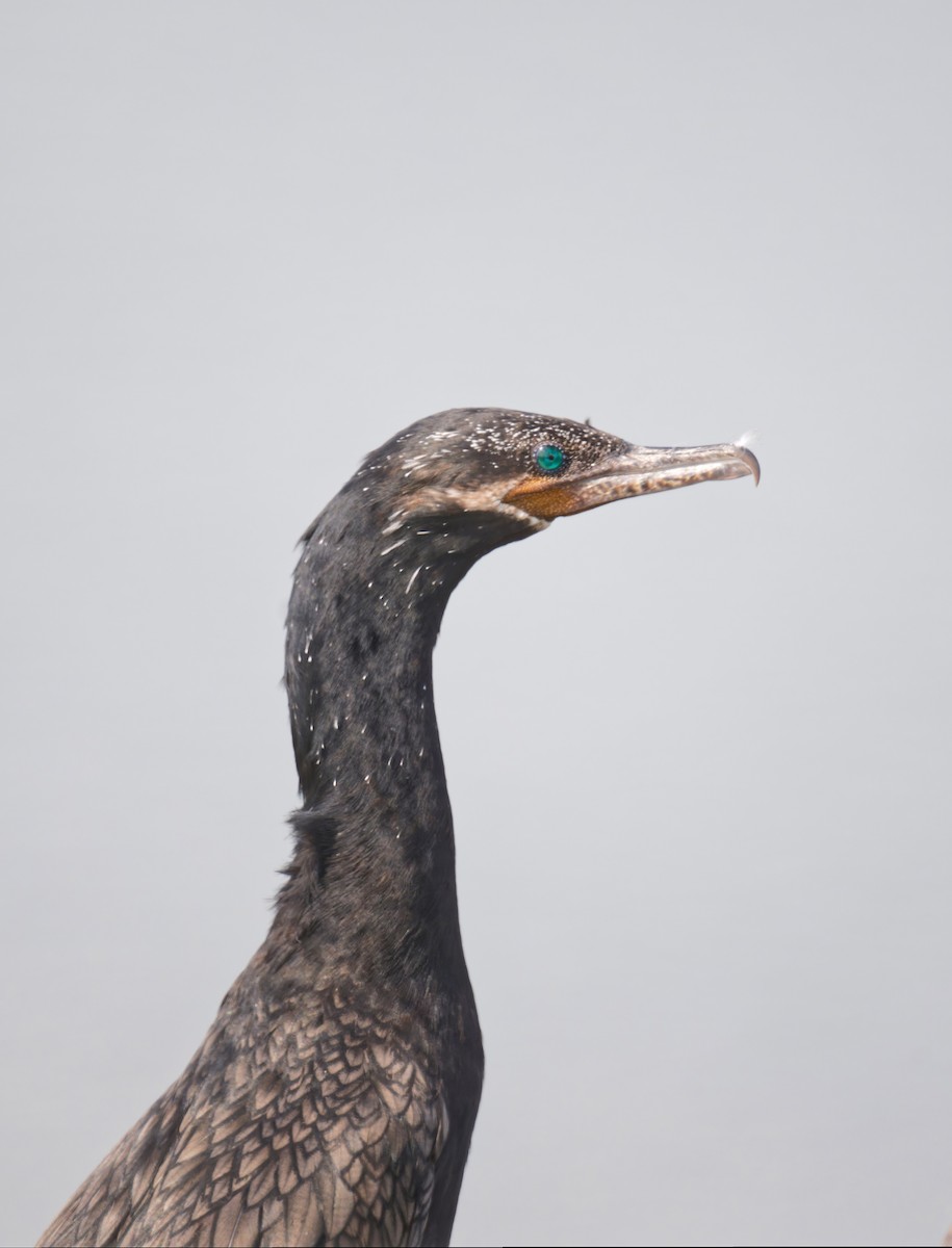 Neotropic Cormorant - ML644296223