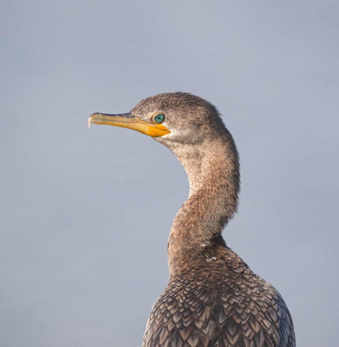 Neotropic Cormorant - ML644296224