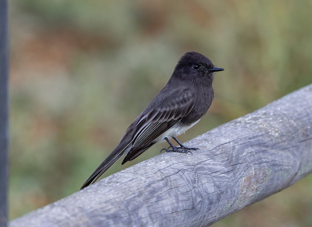 Black Phoebe - ML644296225