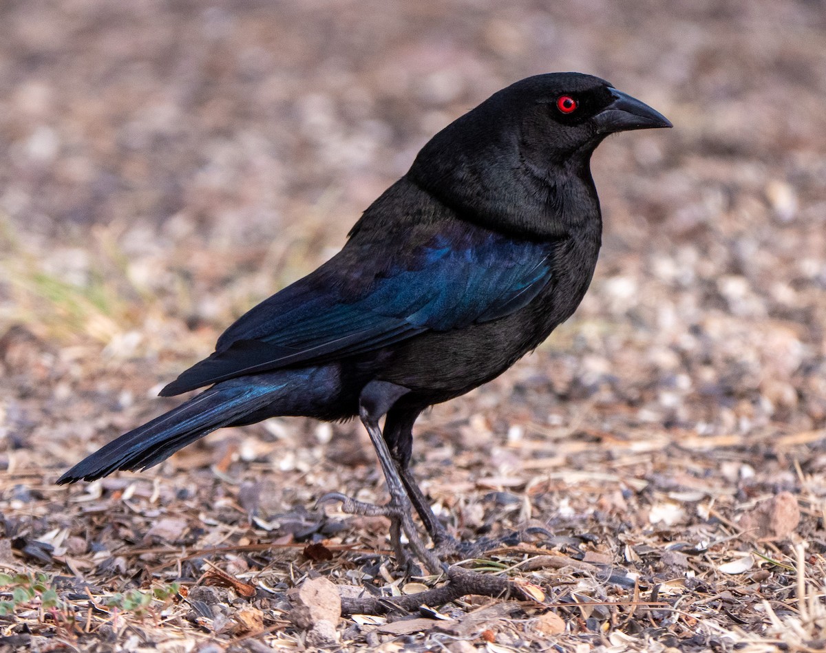 Bronzed Cowbird - ML644296227