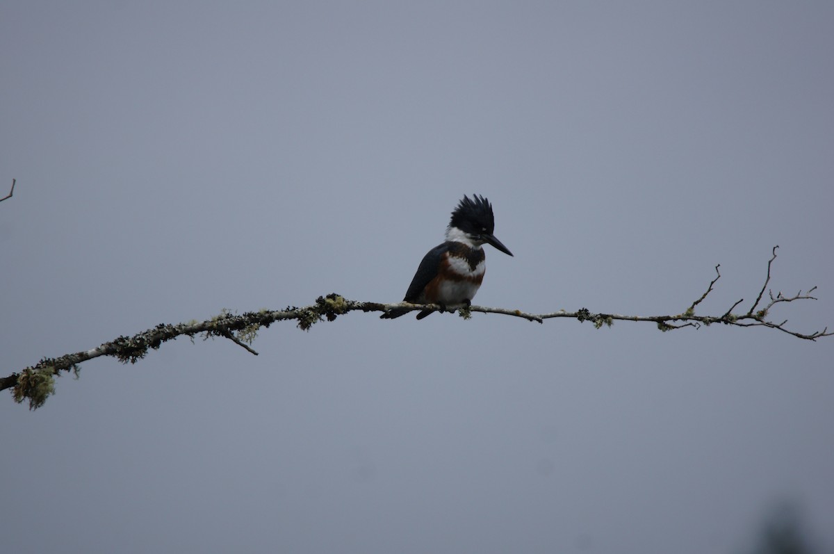 Belted Kingfisher - ML644296228
