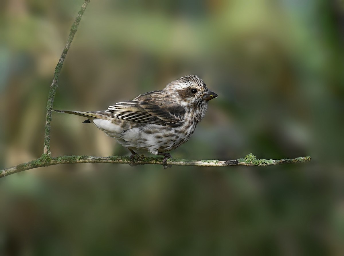 Purple Finch - ML644296238