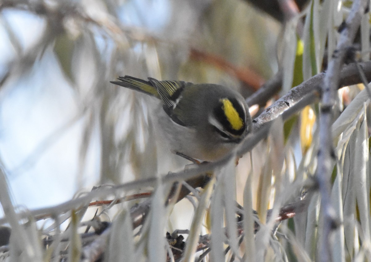 Erregetxo amerikarra - ML644296243