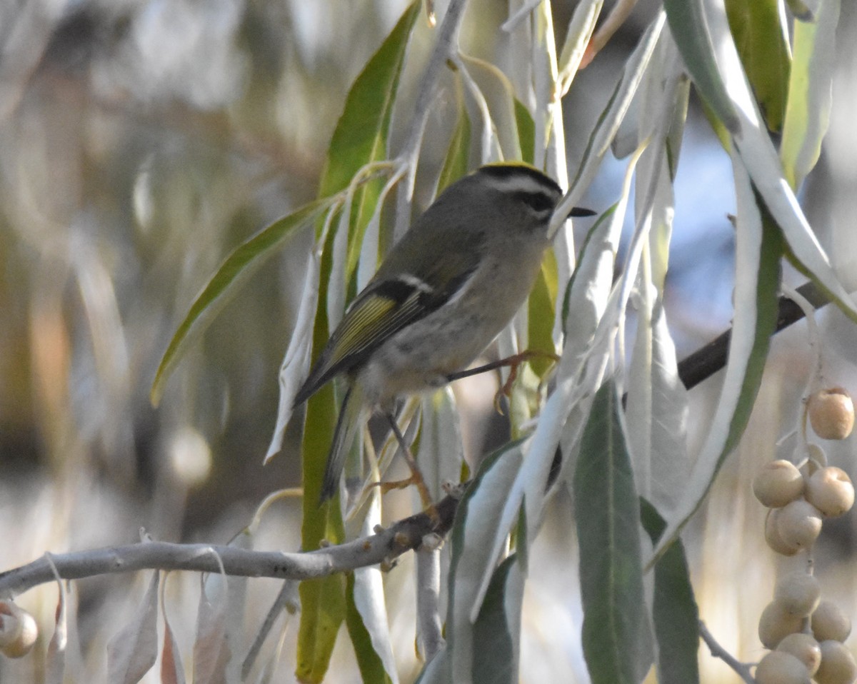 Erregetxo amerikarra - ML644296244