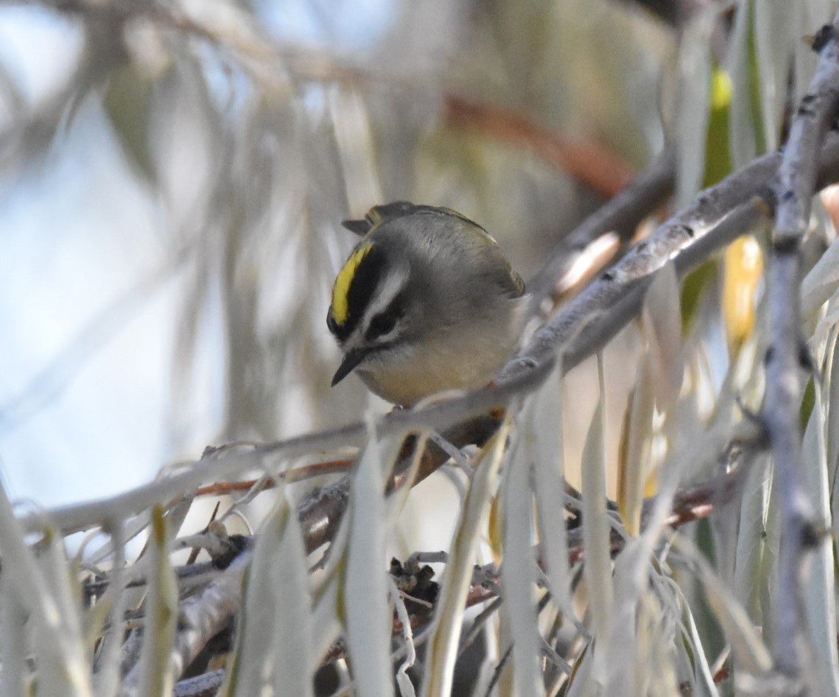 Erregetxo amerikarra - ML644296245