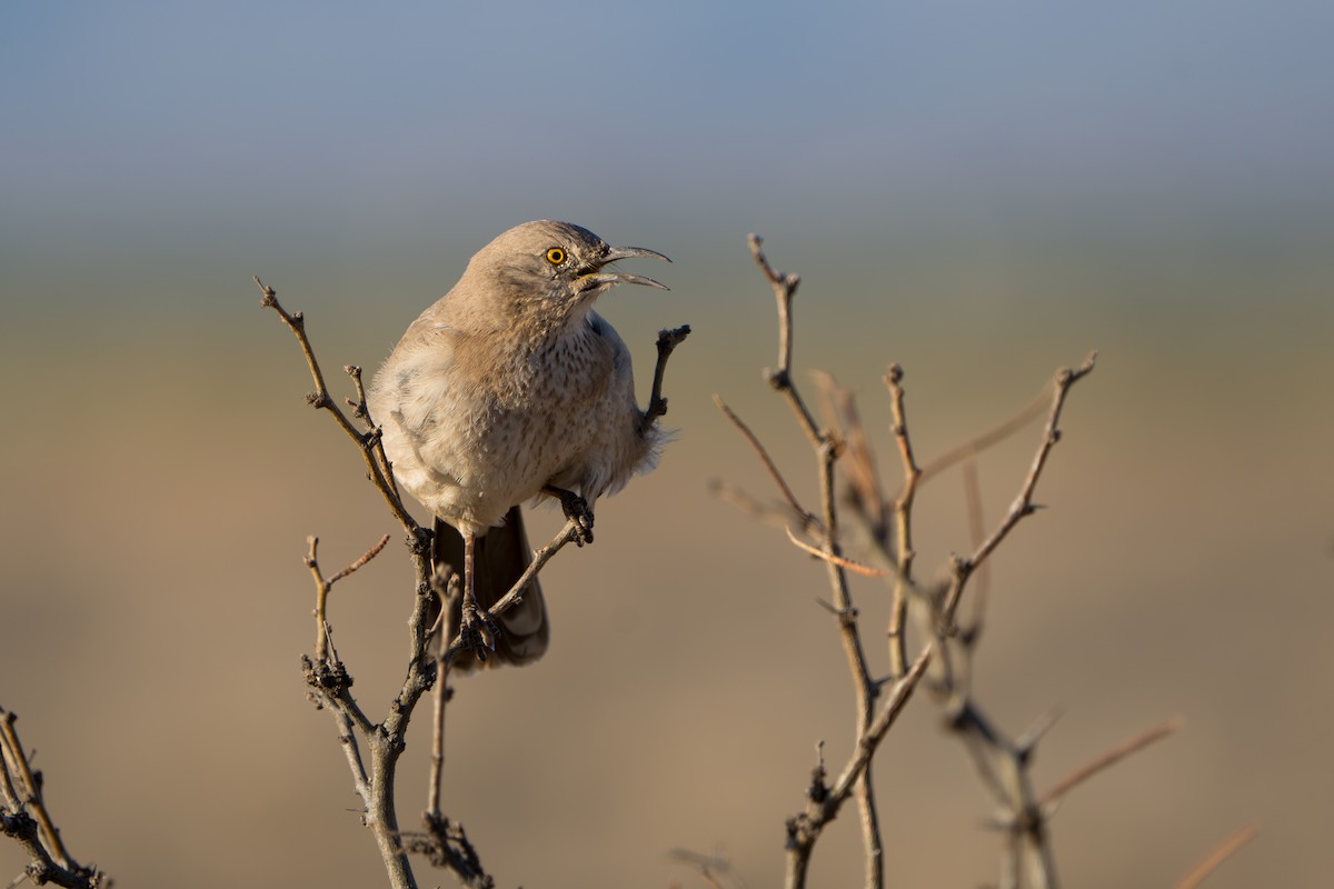 Bendire's Thrasher - ML644296258