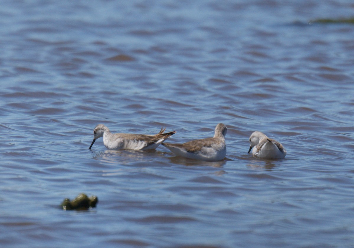 lyskonoh dlouhozobý - ML644296259