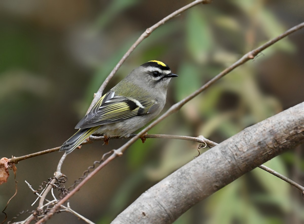 Erregetxo amerikarra - ML644296261