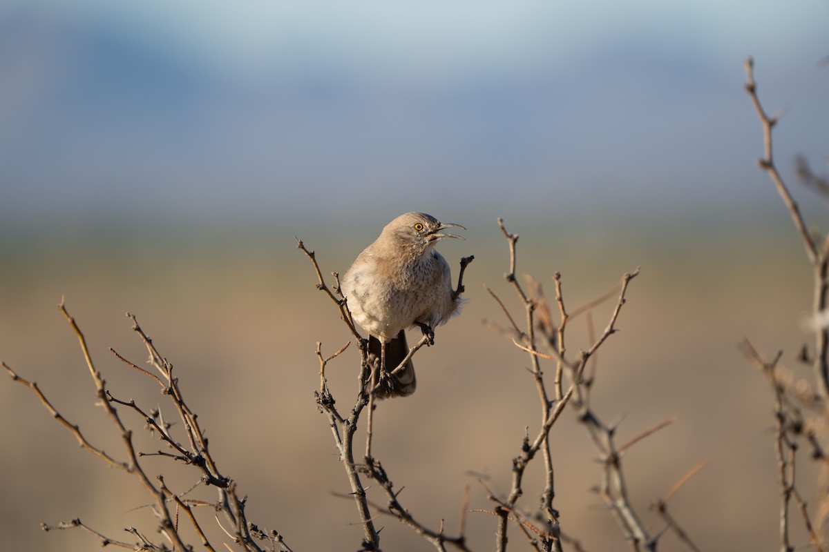 Bendire's Thrasher - ML644296262
