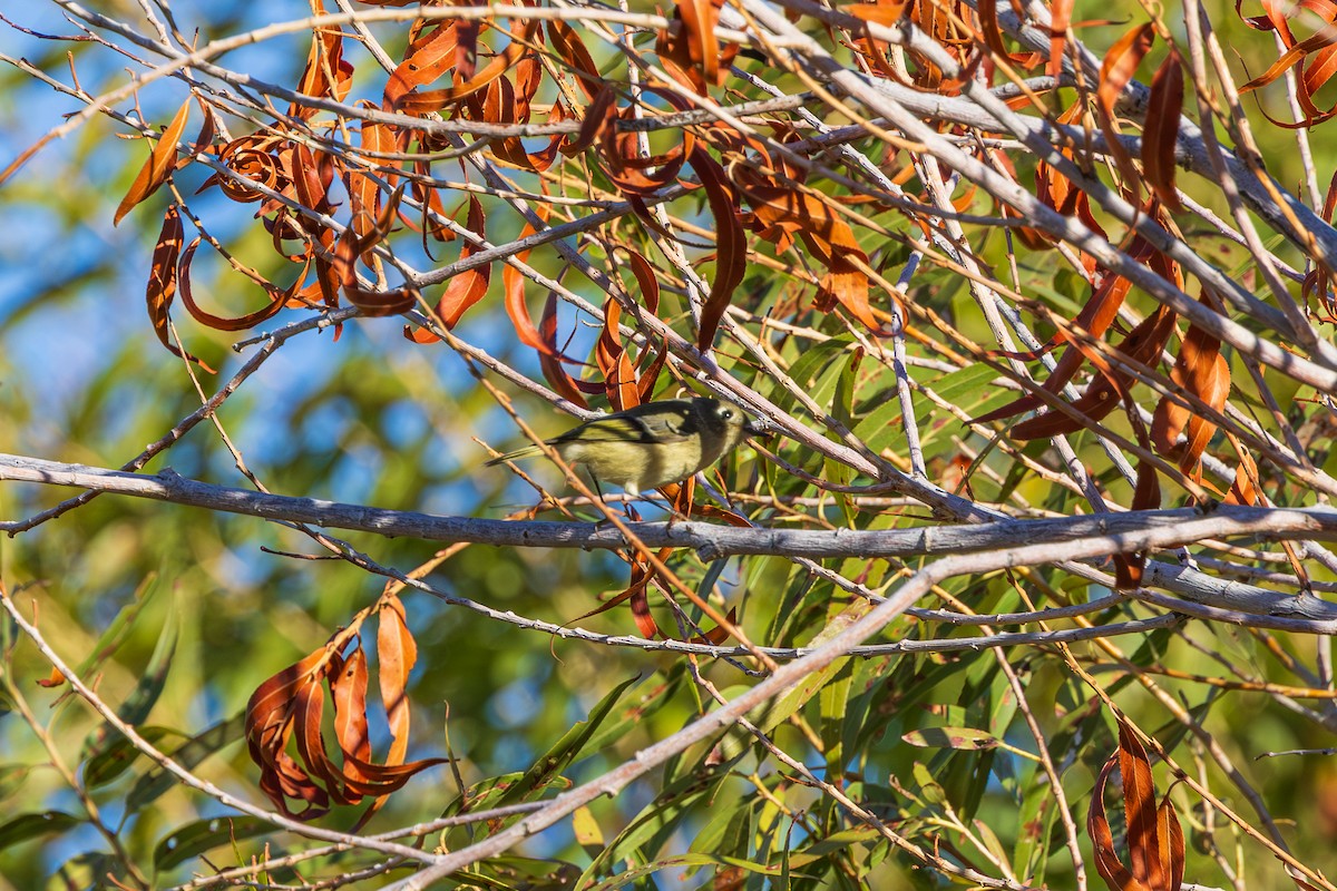 Ruby-crowned Kinglet - ML644296266