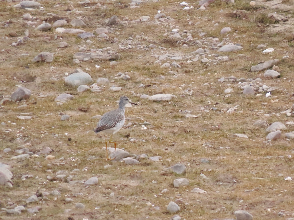 vodouš velký - ML644296274